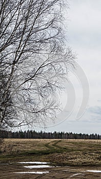 Russia road forest landscape spring