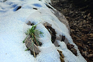 Russia. The Russian forest in winter. The zimny forest on the edge, at the edge of the forest, the snow in winter, the grass in th