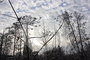 Hogweed in Russia