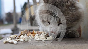 Russia\'s war in Ukraine. Abandoned pets. Hungry scared cat in the frame