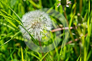 Russia, Saint Petersburg: white dandelion flower on a green grass background