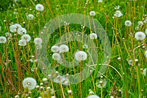 Russia, Saint Petersburg: white dandelion flower on a green grass background