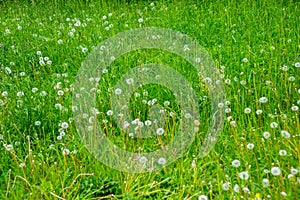 Russia, Saint Petersburg: white dandelion flower on a green grass background