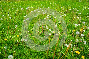 Russia, Saint Petersburg: white dandelion flower on a green grass background