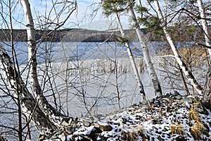 Russia, South Urals. Birch forest on the shore of lake Uvildy