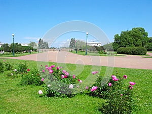 Russia, St. Petersburg, Field of Mars, bushes of peonies