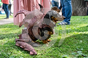 Russia, St. Petersburg, May 25, 2019: Event with dogs and their owners called Dachshund Parade. Costume procession, adorable doxie