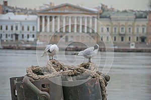 Russia, St. Petersburg, the Neva River in summer. Mooring lines close-up, two seagulls close-up. In the background, the architectu photo