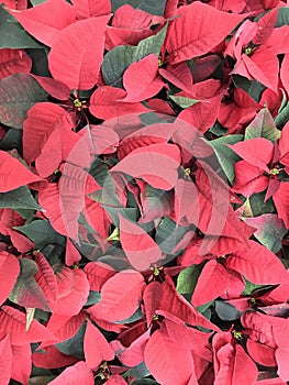 Russia. St. Petersburg. Poinsettia flower or spurge beautiful - a plant that blooms for Christmas 2