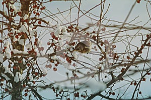 Russia, St. Petersburg, winter nature. Winter in Russia, winter tree branch, red winter berries. Bird. Soft, gentle gray-blue dayl