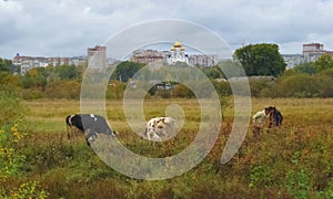 Russia, Syktyvkar, Komi Republic, pets, two cows and two shepherds, a delightful autumn view of the city and the domes of the temp