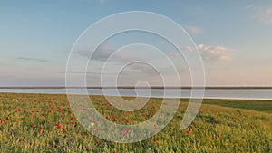 Russia, timelapse. The movement of clouds over the fields of winter wheat in early spring in the vast steppes of the Don.