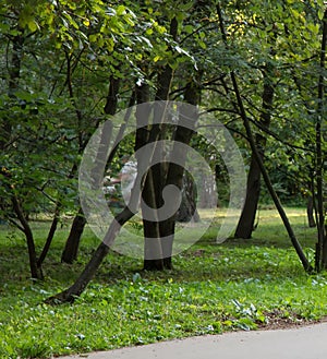 Russia views of the city of Moscow in summer botanical garden tourism