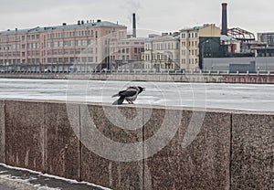 Russia, Winter St. Petersburg, a snow-covered embankment, a river in ice, a cawing crow in the foreground. Soft soft winter daylig