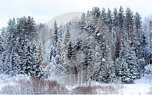Russia winter. Winter wood. New year