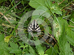 Russian bear buttterfly black white stripes