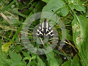 Russian bear buttterfly black white stripes