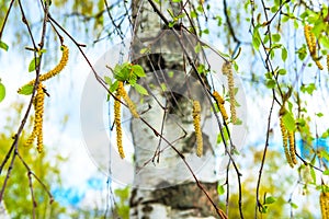 Russian birch earrings blooming