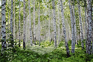 Russian birch forest