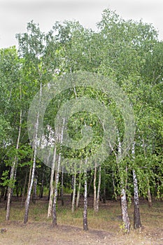 Russian birch forest