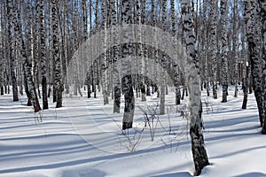 Russian birch forest in the winter, the tree trunks in the snow