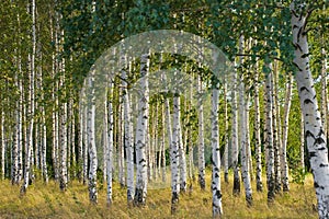 Russian birches