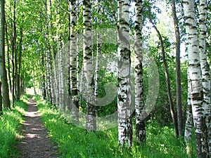 Russian birches