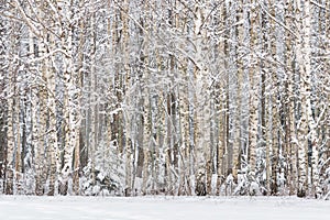 Russian Birches. Russian Winter landscape with snow-covered birch forest. Trunks of birch trees and snow in the winter forest. Win