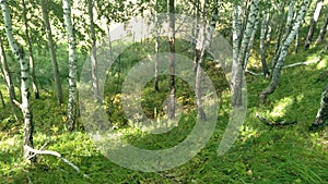 Russian birches on the slope.