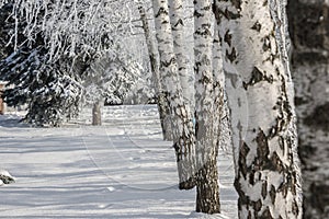 Russian birches winter landscape