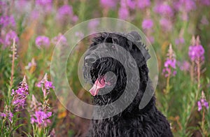 Russian black terrier Aron portrait in Ivan tea photo
