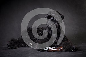 Russian black terrier dog, puppy, with a gun