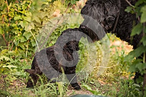 Russian black terrier puppy and dog sniff each other