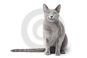 Russian blue cat