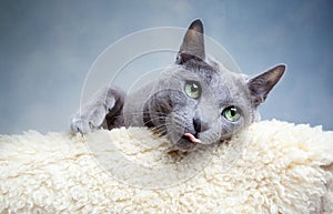 Russian Blue Cat photo