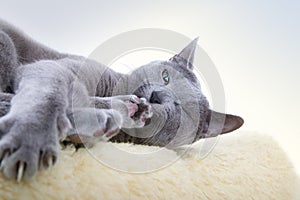 Russian Blue Cat
