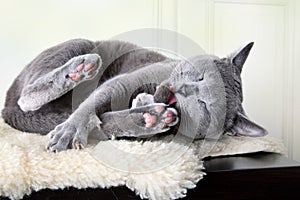 Russian Blue Cat