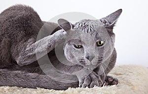 Russian Blue Cat