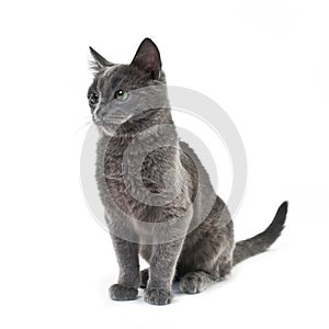 Russian blue cat