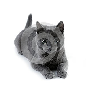 Russian blue cat