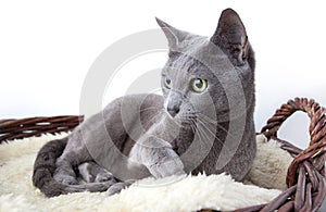 Russian Blue Cat