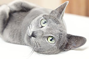 Russian blue cat