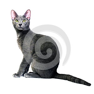 Russian Blue cat