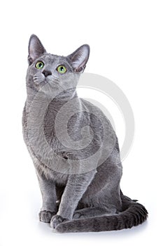 Russian Blue cat