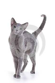 Russian Blue cat photo