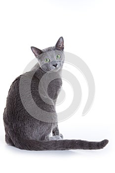 Russian Blue cat