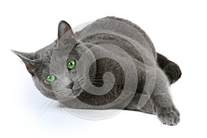 Russian blue cat