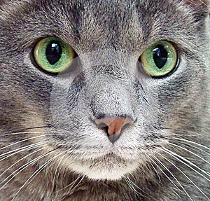 Russian Blue Cat