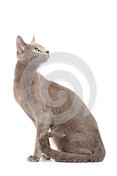 Russian blue cat