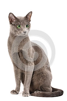 Russian blue cat